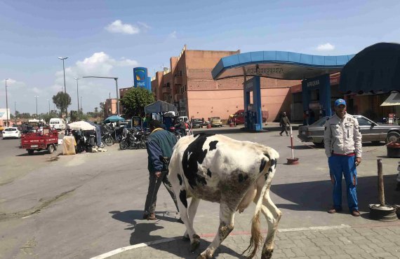 Rabat - Marrakech