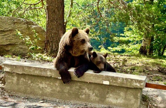 Epic ride across famous Transfagarasan, from Sibiu to Pitesti 