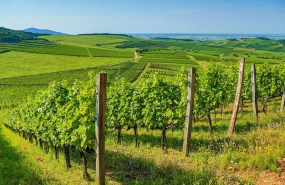 Cluj Napoca - Tokaj (Hungary) 